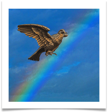 The Spreadeagle with its rainbow  - Richard Nicholls